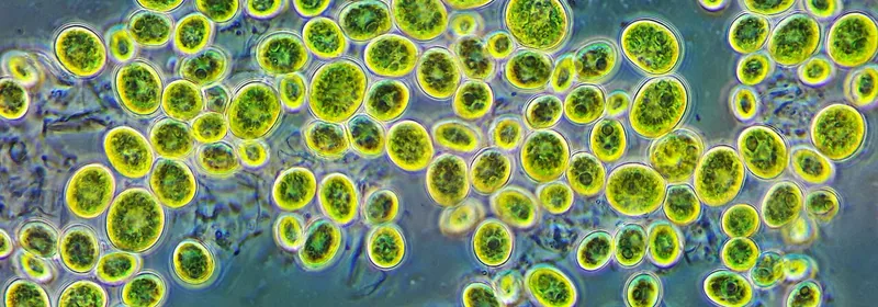 Масло микроводоросли Schizochytrium