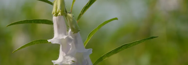 Кунжутное масло